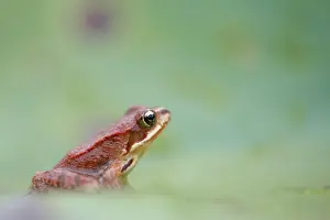 Temporaria: Common Frog