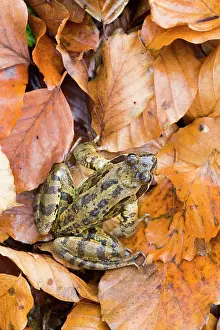 Temporaria: Common Frog