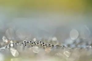 Spawn: Common Frog