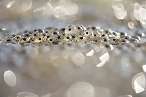 Spawn: Common Frog
