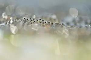 Spawn: Common Frog