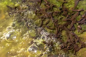 Tadpole: Common Frog