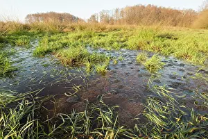 Spawn: Common Frog