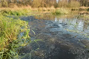 Spawn: Common Frog