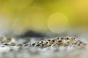 Spawn: Common Frog