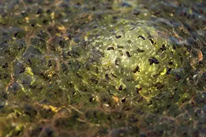 Spawn: Common Frog