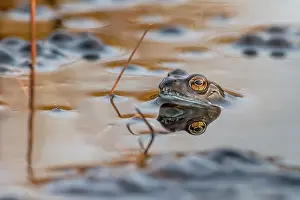 Spawn: Common Frog