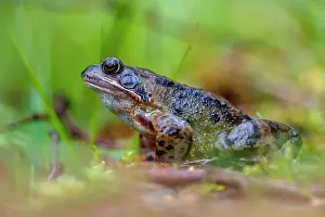 Groningen: Common Frog
