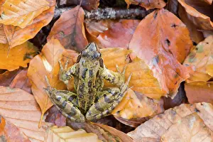 Temporaria: Common Frog