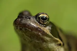 Temporaria: Common Frog