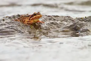 Rana: Common Frog