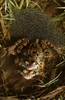 Spawn: COMMON FROG - breeding pair with eggs