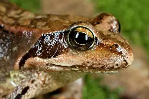 Giacomo Radi: Common Frog - close-up