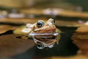Pool: Common Frog - Female - in Water - UK