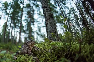 Renato Granieri: Common Frog in the forest