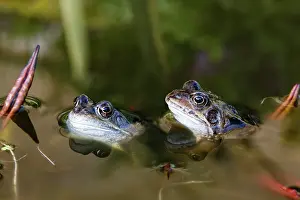 Roy Glen: Common Frog in garden pond County Durham, UK