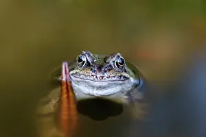 Roy Glen: Common Frog in garden pond County Durham, UK