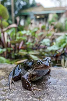 010222: Common Frog - Heligan - Cornwall - UK