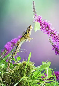 Brimstone: Common frog - leaping to take brimstone butterfly