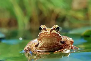 Pads: COMMON FROG - ON LILY PAD