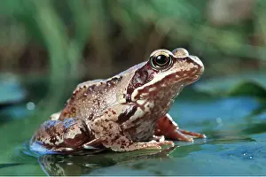 Waterlily: COMMON FROG - on lily pad