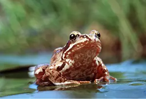Waterlily: COMMON FROG - ON LILY PAD