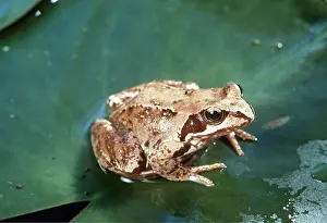Waterlily: COMMON FROG - ON LILY PAD