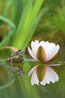 Waterlilies: Common frog - on lily pad with reflection