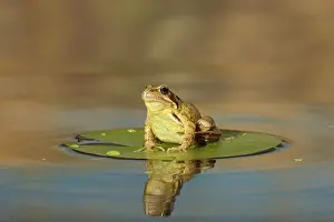 Ponds: Common Frog - on lily pad - with reflection