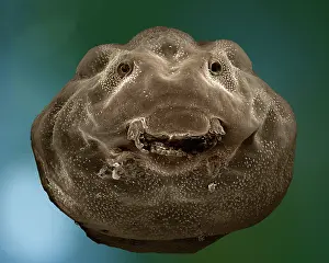 Microscope: Common Frog - mid stage of tadpole development
