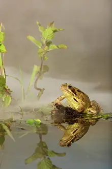 Ponds: Common Frog - in mist - with reflection
