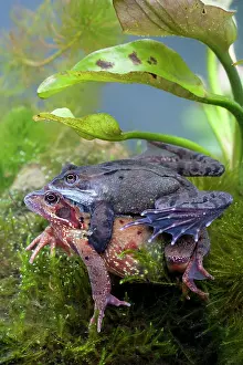 Photographed: Common frog - Pair in amplexus photographed underwater