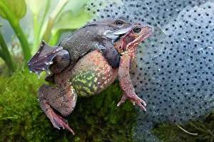 Photographed: Common frog - Pair in amplexus photographed underwater