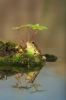 Ponds: Common Frog - at pond side - with reflection