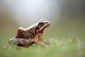 Temporaria: Common Frog (Rana temporaria)