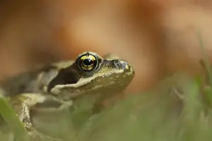 Yard: Common frog (Rana temporaria) adult amphibian on a garden grass lawn