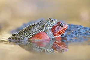 Spawn: Common frog (Rana temporaria) in amplexus in front