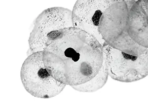 Spawn: Common frog (Rana temporaria), eggs, frogspawn