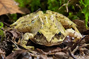 Rana: Common frog (Rana temporaria), France