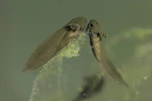 Visible: Common frog (Rana temporaria), freshly hatched larvae