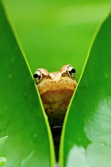 Pictures: Common frog (Rana temporaria), juvenile