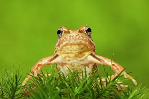 Rana: Common frog (Rana temporaria) on moss, juvenile