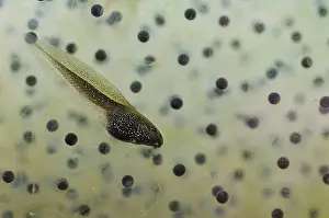 Spawn: Common Frog (Rana temporaria) tadpole and spawn