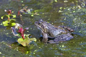 Temporaria: Common frog (Rana temporaria)in shalow water