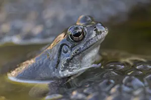 Temporaria: Common Frog - sitting in spawn - Germany