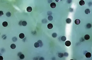 Spawn: COMMON FROG SPAWN