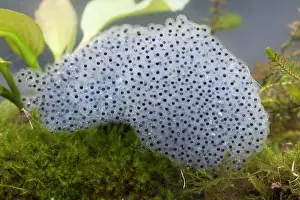 Clump: Common frog spawn - Clump of spawn photographed underwater