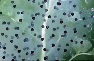 Spawn: COMMON FROG SPAWN - freshly laid