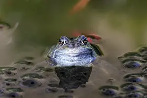 Roy Glen: Common Frog and spawn in garden pond County Durham, UK
