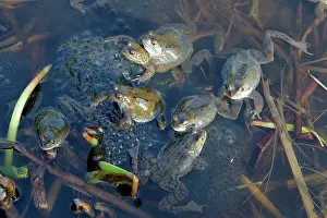 Frogspawn: Common Frog - spawning in pond